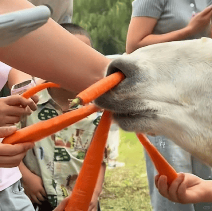 网友称南通一动物园羊驼被投喂吃撑倒地翻白眼<strong></p>
<p>瑞波币交易所</strong>,园方回应:确实是吃饱了,“不会撑死,旁边有饲养员在观察”