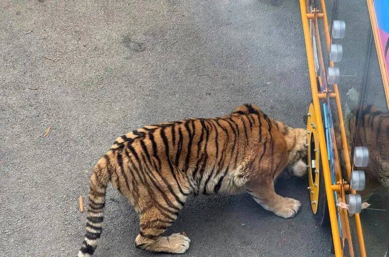 动物园观光车压碎老虎下巴<strong></p>
<p>波卡币交易所</strong>?园方:初步检查未发现重大伤情