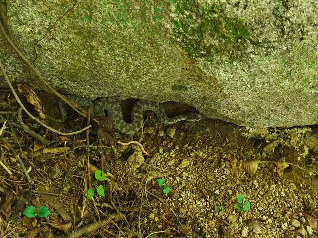 青岛大叔挖水沟发现一窝尖头毒蛇<strong></p>
<p>币安币交易所</strong>，专家：系本地红脖颈槽蛇，毒性弱咬伤概率低