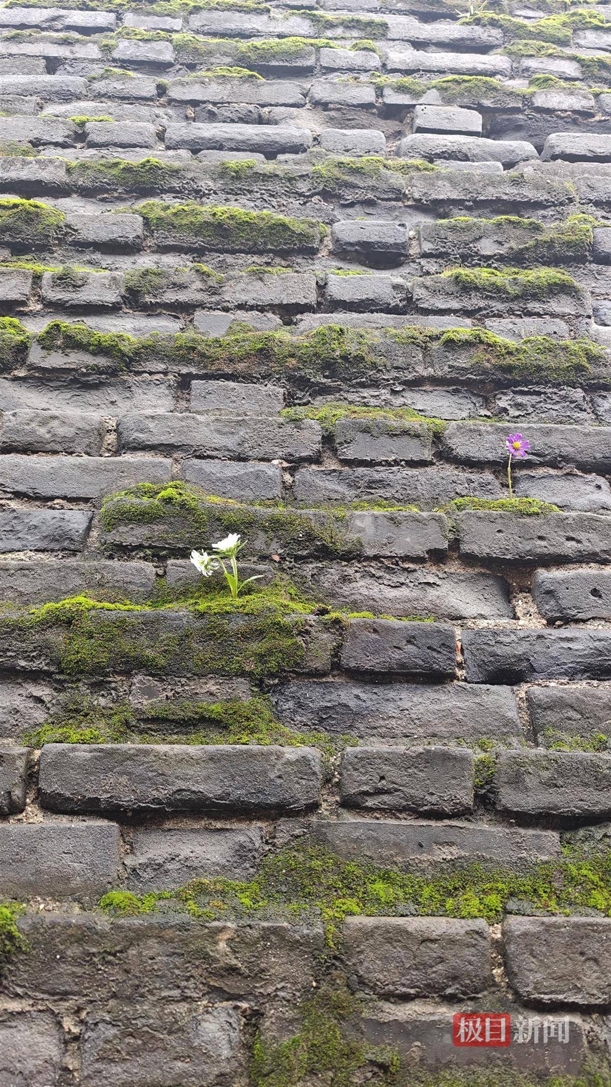 西安连续一个多月降雨遍地长蘑菇<strong></p>
<p>BNB交易所</strong>,大雁塔受潮,城墙布满青苔,气象局解释成因