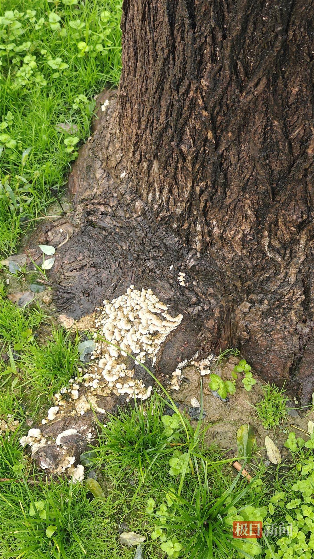 西安连续一个多月降雨遍地长蘑菇<strong></p>
<p>BNB交易所</strong>,大雁塔受潮,城墙布满青苔,气象局解释成因