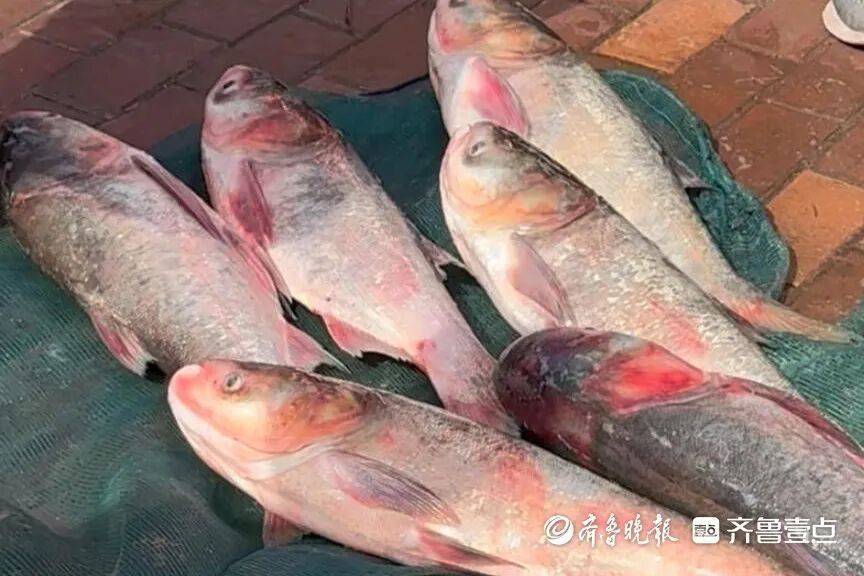 “鱼多得数不过来<strong></p>
<p>币安币交易所</strong>,一网子下去能捞好几条”济南锦绣川水库开闸放水,大量鲢鱼被冲出,工作人员:禁止捕捞!