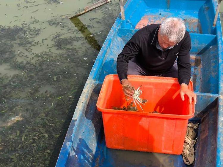 武汉江夏一地大闸蟹大量上市<strong></p>
<p>艾达币交易所</strong>,日产1000斤当天售完,每只螃蟹有自己的“身份证”,吃深海小黄鱼长大