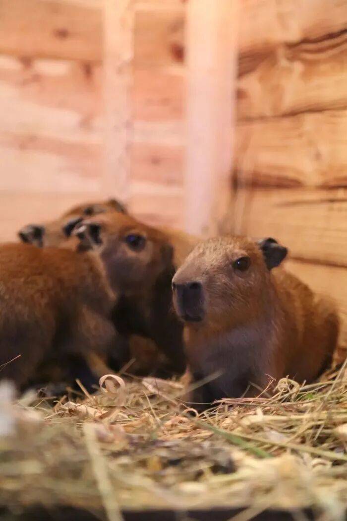 出生1小时就能独立行走<strong></p>
<p>BCH交易所</strong>,济南动物园“果果”和“豚豚”的4只新生幼崽,周末和市民见面