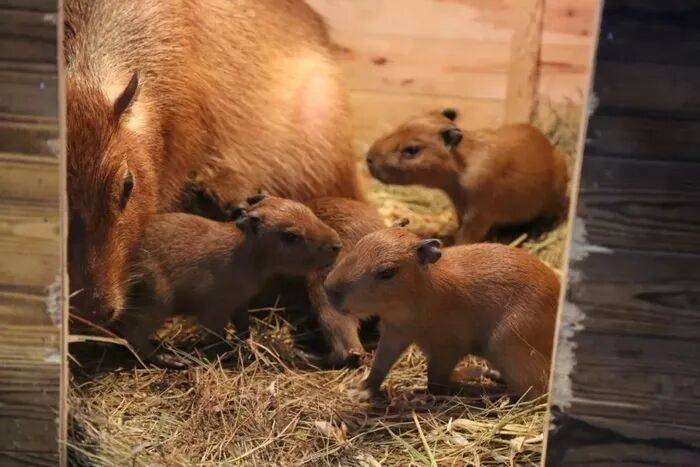 出生1小时就能独立行走<strong></p>
<p>BCH交易所</strong>,济南动物园“果果”和“豚豚”的4只新生幼崽,周末和市民见面