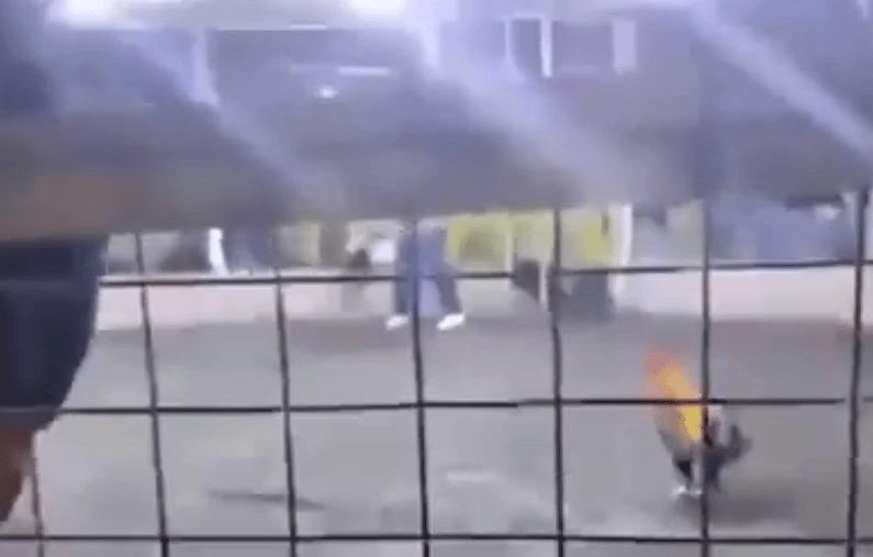 男子遭自家斗鸡攻击大出血死亡<strong></p>
<p>莱特币交易所</strong>,鸡脚上绑有锋利刀片,当地赛事奖金高达21万