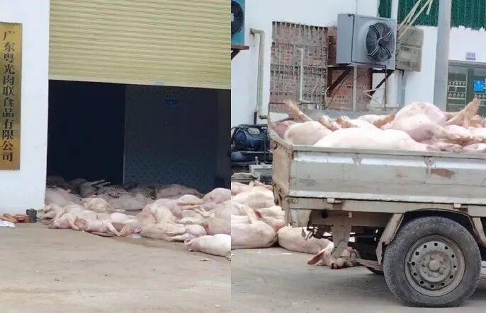 广东一肉联公司门口堆满死猪<strong></p>
<p>绿洲币</strong>,官方通报:7人被公安控制,涉嫌非法处置死猪