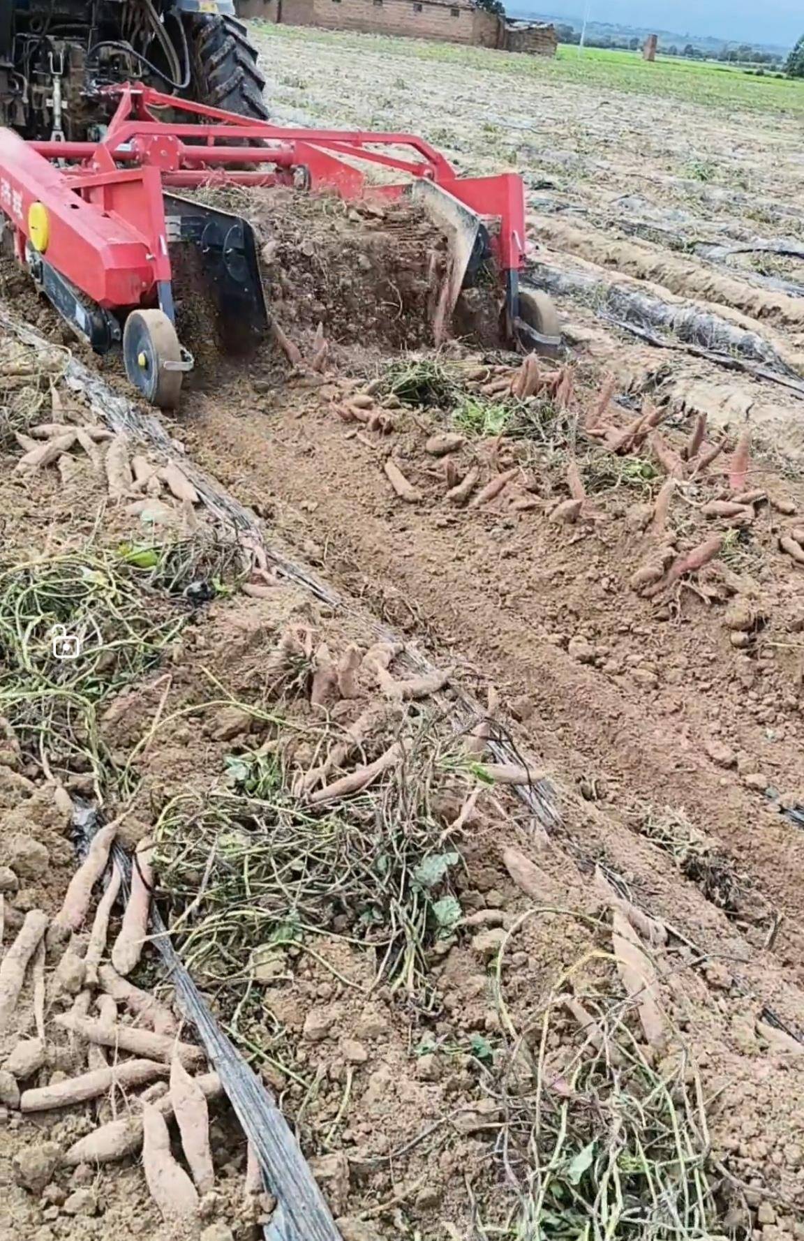 数百人冲进地里捡红薯<strong></p>
<p>恒币</strong>,田主称是秋收剩下的,网友:免费翻地,利人利己