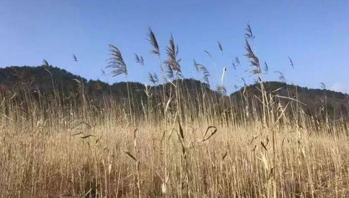 禁止任何形式穿越<strong></p>
<p>37币</strong>!杭州一地发布最严禁令