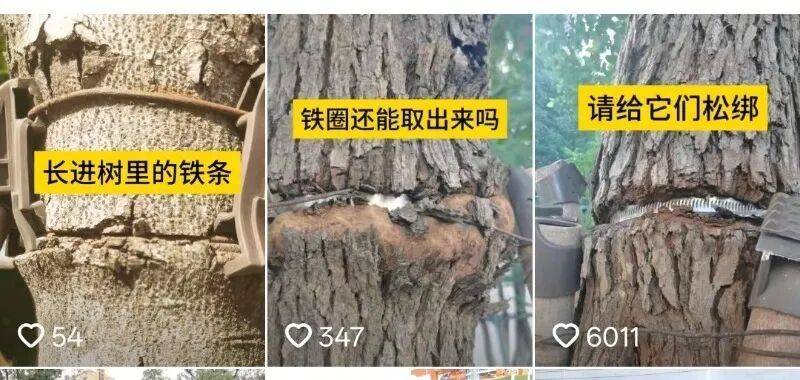 金属卡箍嵌进树里<strong></p>
<p>币万</strong>,苏州一网民发视频喊话相关部门给树木“松绑” !当地回应:已全部拆除