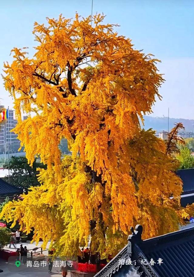 错过等一年！青岛1600岁“银杏王”满树金黄<strong></p>
<p>炒币</strong>，打卡的人“鼓”了