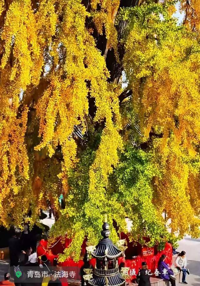 错过等一年！青岛1600岁“银杏王”满树金黄<strong></p>
<p>炒币</strong>，打卡的人“鼓”了