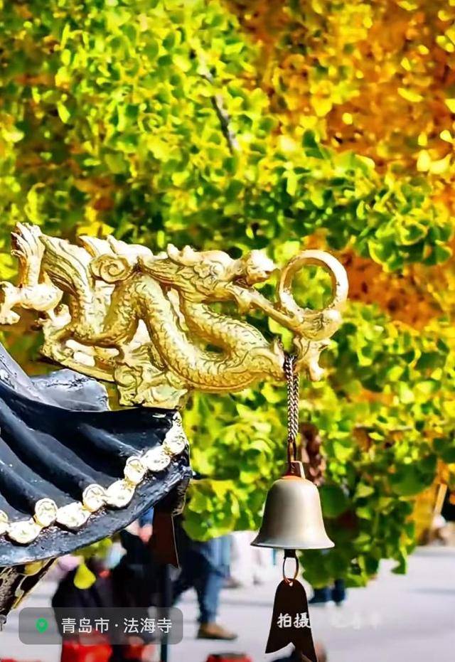 错过等一年！青岛1600岁“银杏王”满树金黄<strong></p>
<p>炒币</strong>，打卡的人“鼓”了