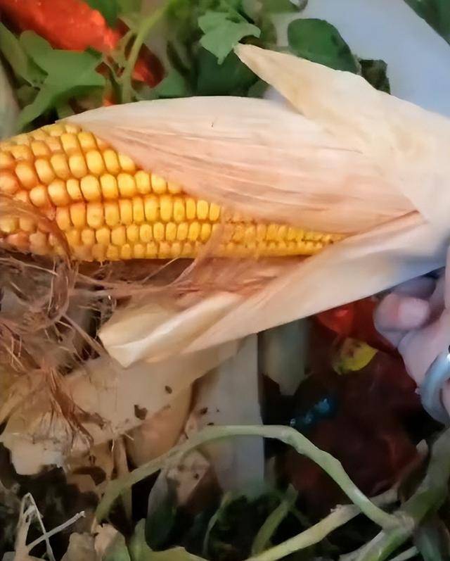 陕西一女子疑因拍亲姑姑偷玉米遭姑父棍杀<strong></p>
<p>悦享币</strong>，邻居欲报警也遇害