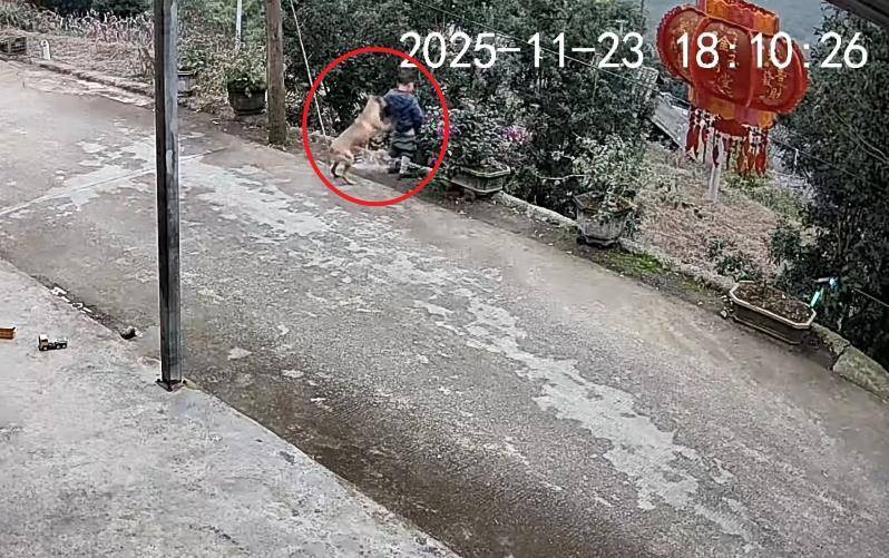 男童路边撒尿遭自家狗狗“偷袭”<strong></p>
<p>zsc币</strong>,从背后推下近2米的高坎,家长:孩子没受伤