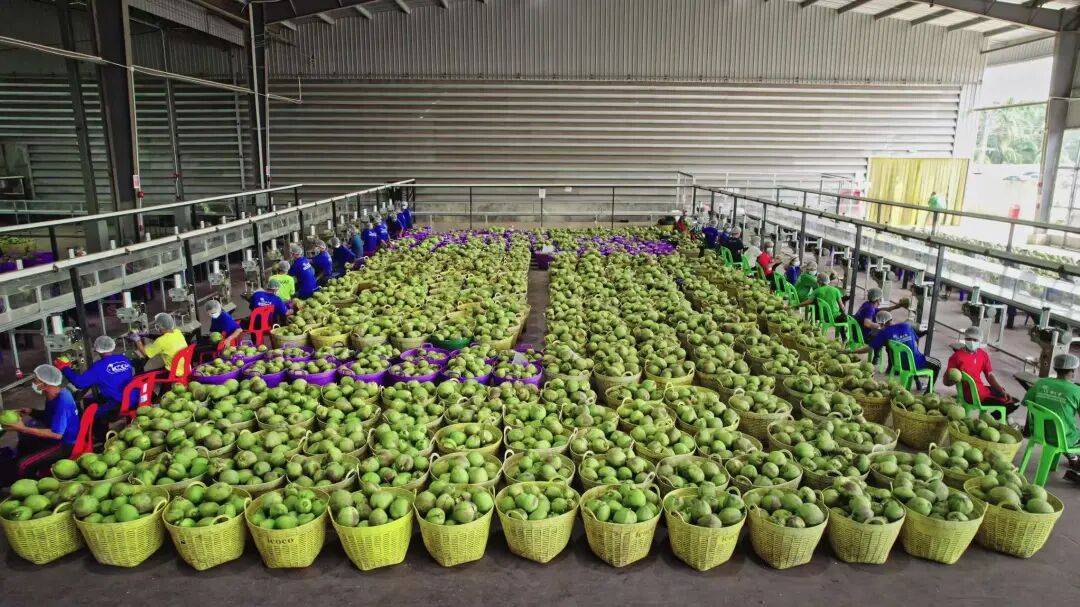 椰子水之外<strong></p>
<p>阳光币</strong>,大公司争夺40亿元生椰市场