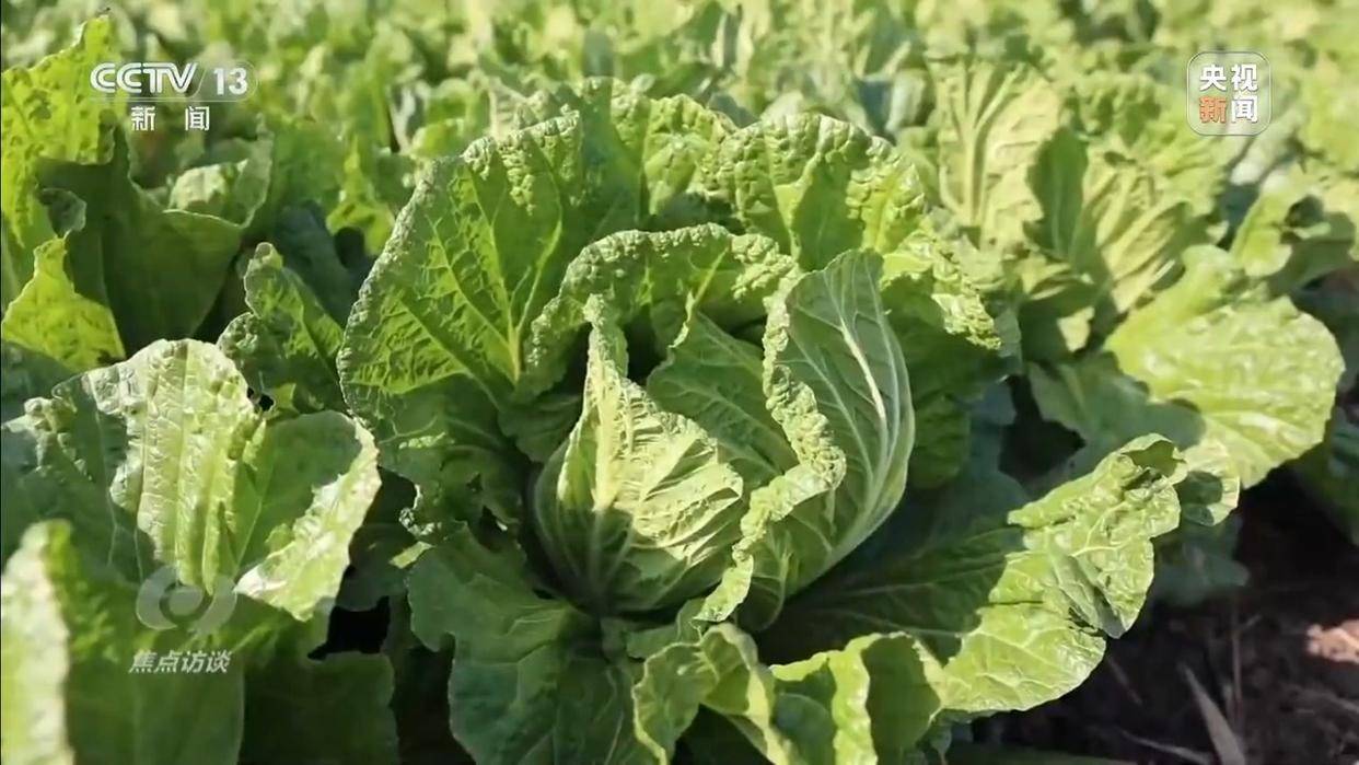 单棵售价超百元<strong></p>
<p>阳光币</strong>,起底“套牌白菜”背后的销售套路