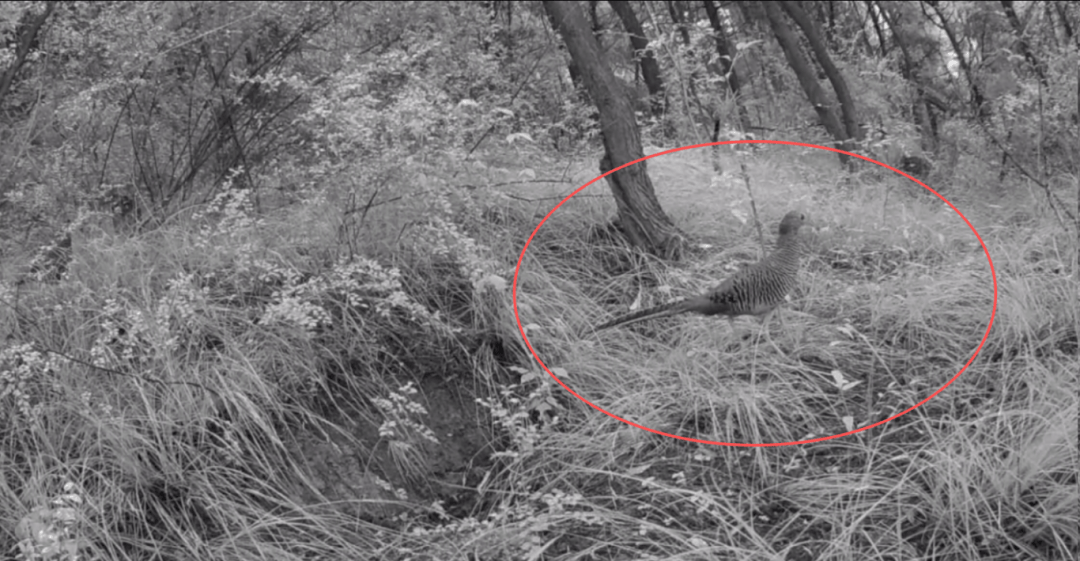 遂宁版“疯狂动物城”上线<strong></p>
<p>阳光币</strong>!