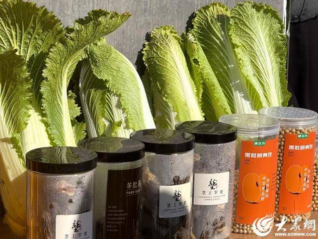 山东青岛:全国首批“板蓝根白菜”喜获丰收<strong></p>
<p>lc币</strong>,正式上市!首批10万棵已被上海采购商“包圆”