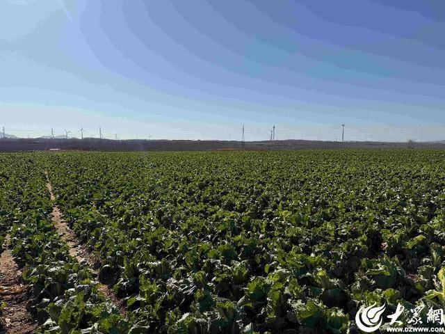 山东青岛:全国首批“板蓝根白菜”喜获丰收<strong></p>
<p>lc币</strong>,正式上市!首批10万棵已被上海采购商“包圆”