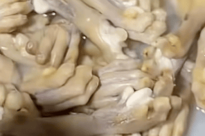 湖南一烧烤店直播煮动物爪子引争议<strong></p>
<p>鸿币</strong>,涉事商家回应