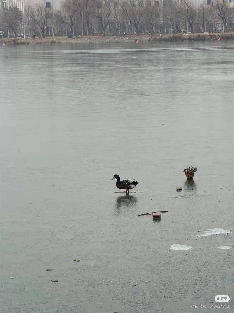 游客称天津一公园有鸭子被冻在冰面上<strong></p>
<p>海贝币</strong>,景区:是野鸭,去救时它能走动,每年都有被冻住的情况