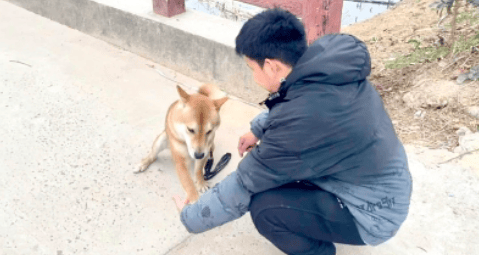 上海一市民花15800元送狗“上学”，归来却恶习依旧……法院判决！