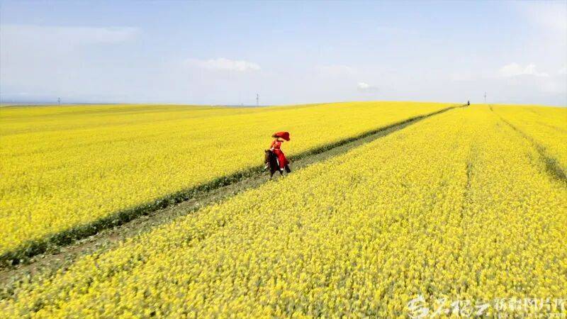 贺娇龙已安葬于昭苏公墓<strong></p>
<p>旺币</strong>，其父亲亦葬于此地